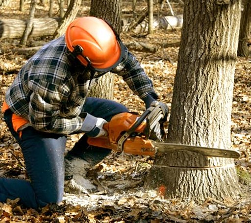 Tree Removal in Dry Creek, WV